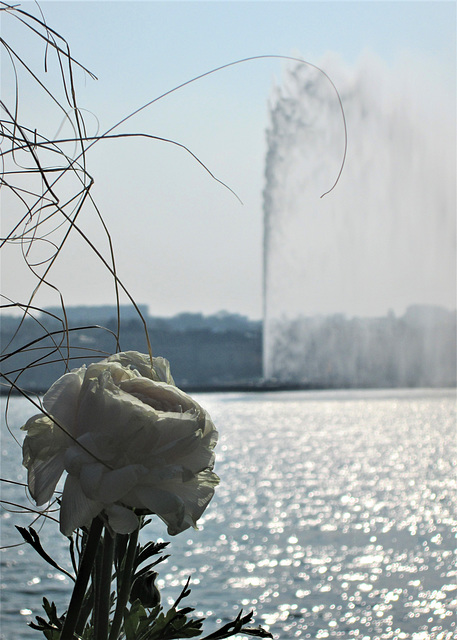 Jet d'eau & white Ranunculus, Lake Geneva.