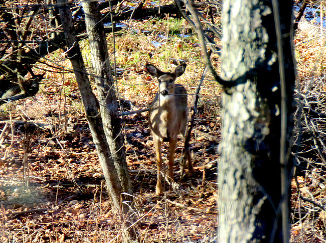 White-tailed Deer at the nature center today