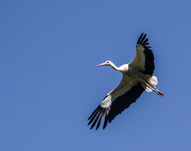 cigogne blanche - parc des oiseaux Villars les Dombes