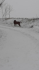Spaziergang im Schnee