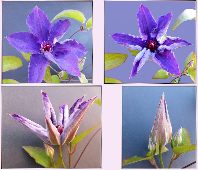 Clematis from bud to flower... ©UdoSm