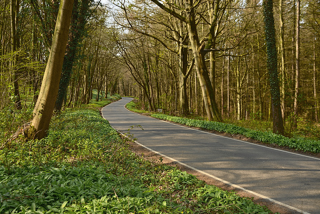 Road through Raincliffe Woods - North Yorkshire