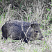 Day 5, Javelina / Collared Peccary, King Ranch, Norias Division