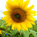 Bee On Sunflower.