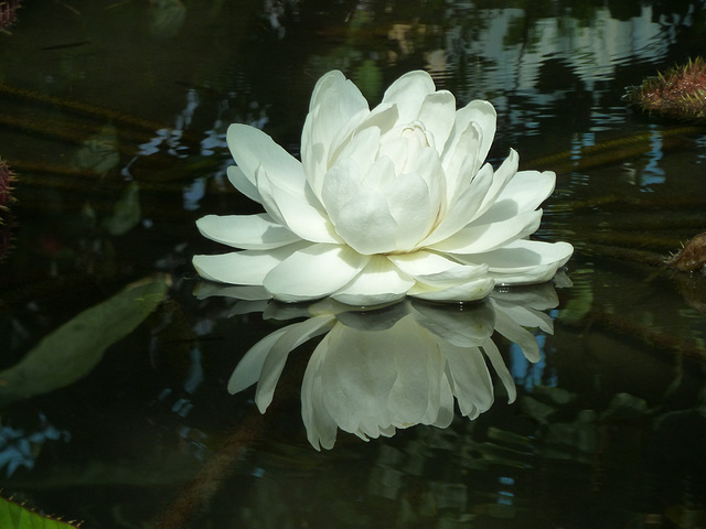Victoria water lily