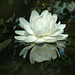 Victoria water lily