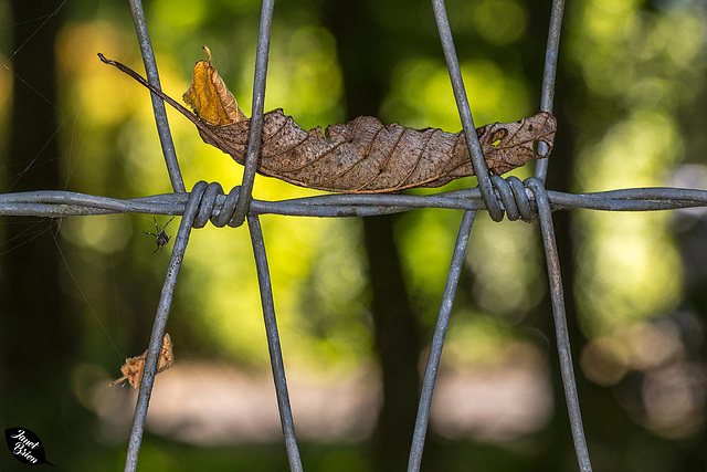 Leaf Balancing on Wire Fencing…It Must Be Happy Fence Friday! :D