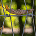 Leaf Balancing on Wire Fencing…It Must Be Happy Fence Friday! :D