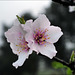 Almond tree blossom, Penedos