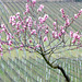 Mandelbaumblüte in der Pfalz 2017 - Junger Mandelbaum im Weinberg bei Gimmeldingen