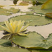 Water Lily 06
