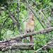 Day 5, female Cardinal, King Ranch, Norias Division