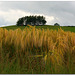 Barley near the River Lune.