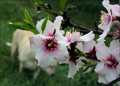 Almond tree blossoms, Penedos