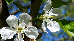 Cherry Blossom May 2015