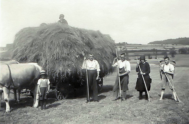 Heuernte - Make hay