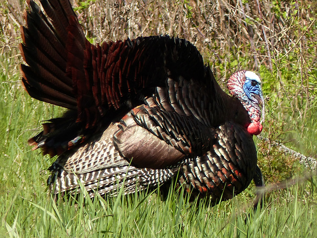 Wild Turkey, Pt Pelee, Ontario