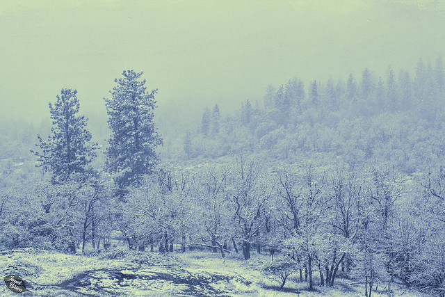 snowy-landscape