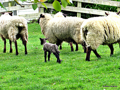 Ewes and a Lamb