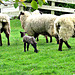 Ewes and a Lamb