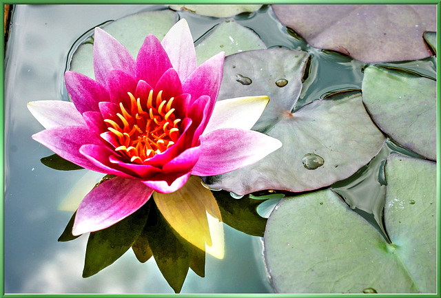 Pink water lily... ©UdoSm