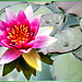 Pink water lily... ©UdoSm