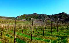 DE - Altenahr - Vineyards near Laach