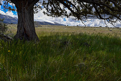 South Steens Grasslands
