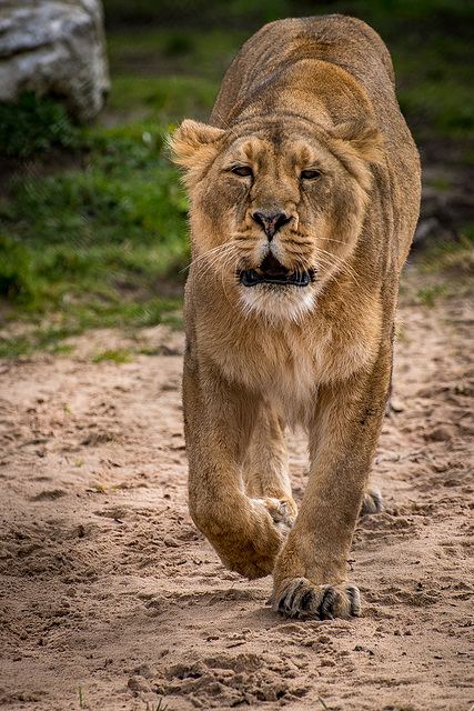 Lioness4