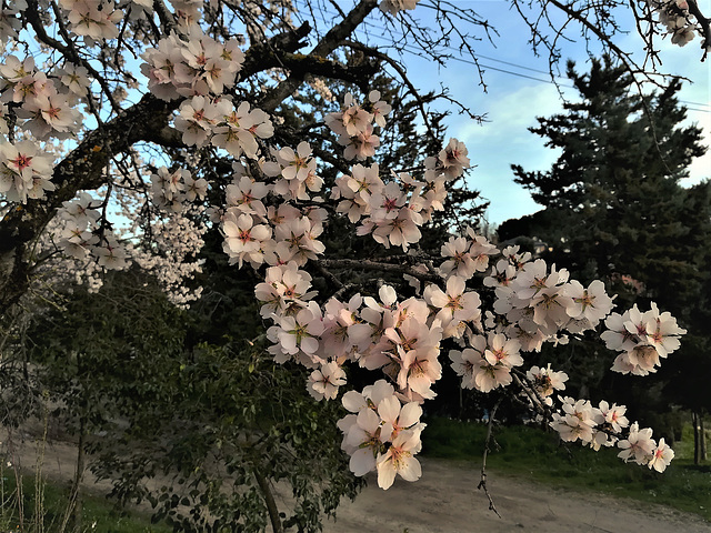 Almond blossom in evening light