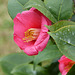 camellia di dicembre