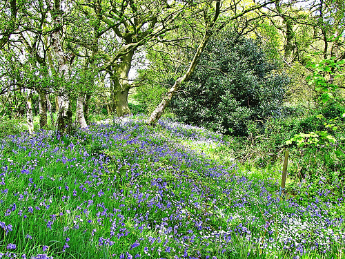 Bluebells and Wood Anemone carpet the glade