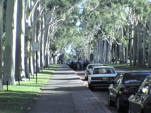 Les eucalyptus de King's Park