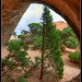A pine grows under Navajo arch, Arches