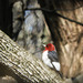 Red-headed Woodpecker, Pt Pelee