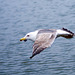 Seagull May set (56)