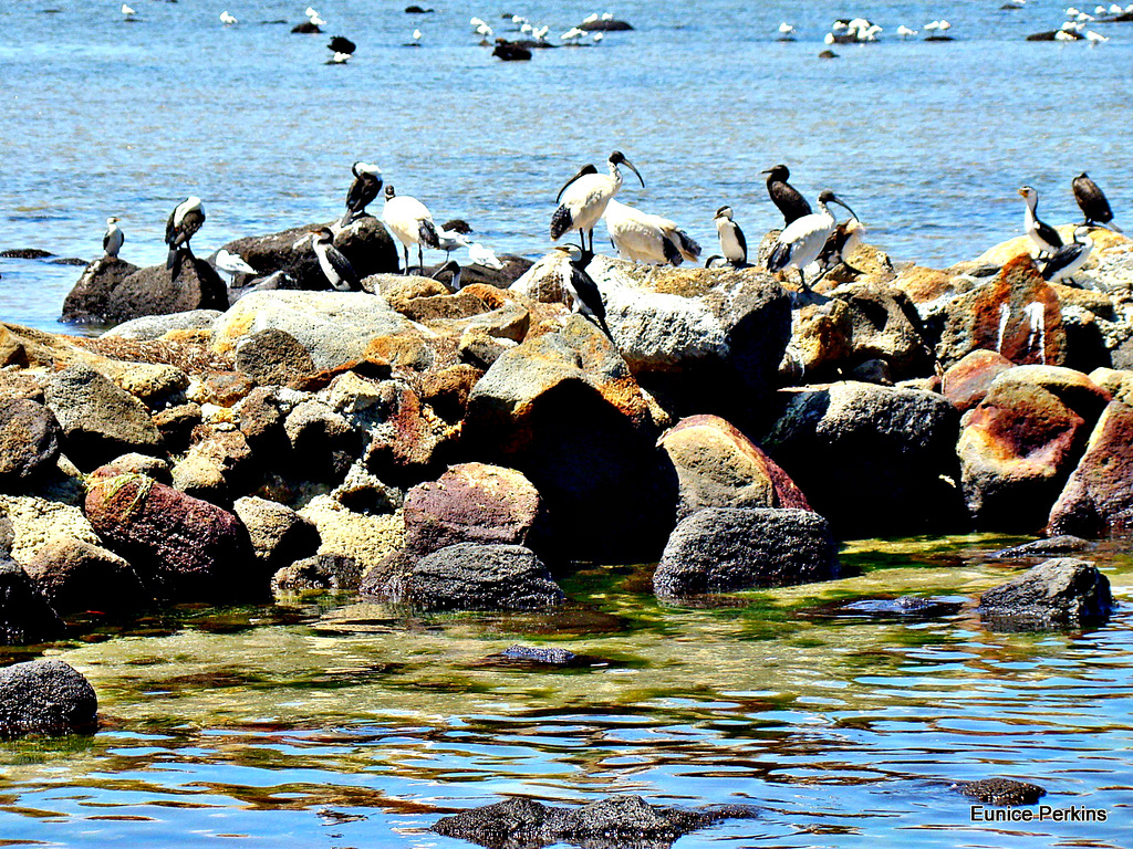 Gathering Of Water Birds.