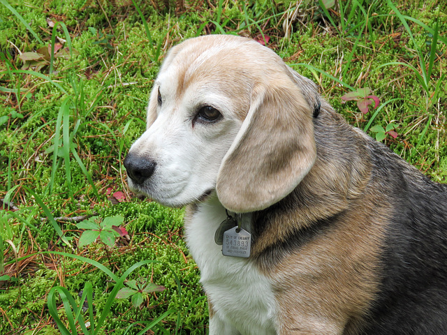 Ben, the Beagle