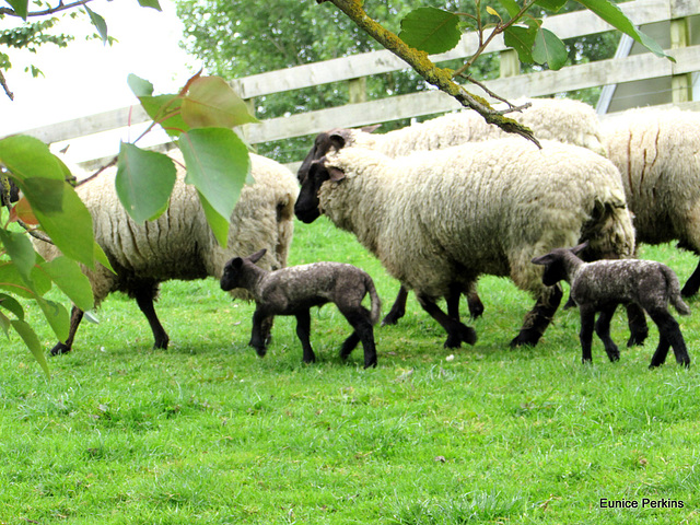 Lambs and Ewes.