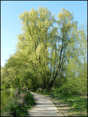 spring green willow