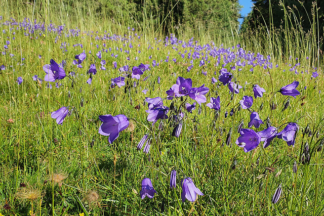 Nature Reserve 'Hohe Tauern' (2)