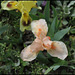 Iris abricot (2)