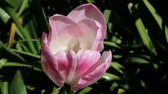 Tulip May 2015