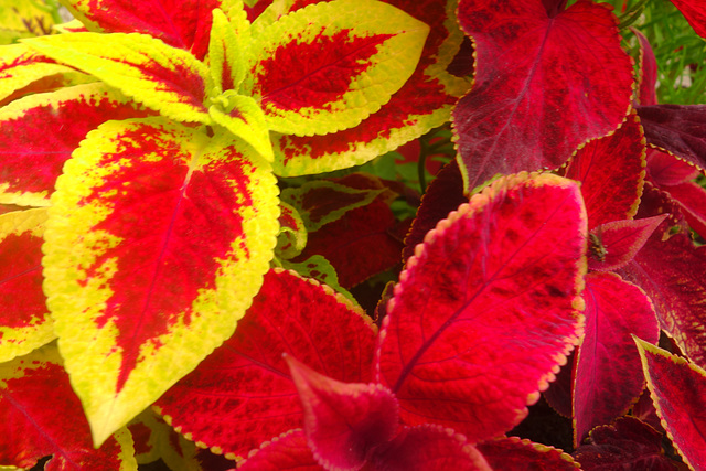 Brightly Coloured Leaves