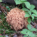 Coral fungus sp.