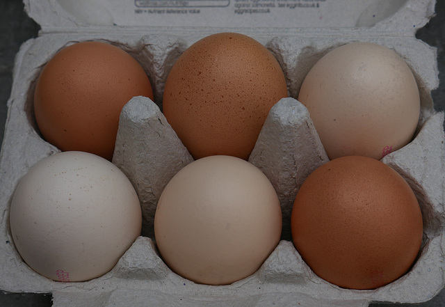 Eggs Eggs