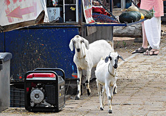 Goats and a generator