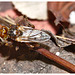 Conopid Fly IMG_0648
