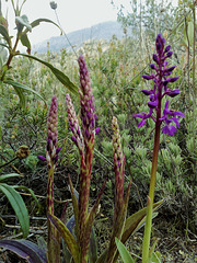Orchids, Sierra de La Cabrera