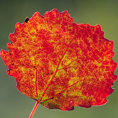Herbstbild 3, Pappelblatt im Gegenlicht